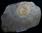 Dactylioceras Ammonite - Holzmaden, Germany #9711-2